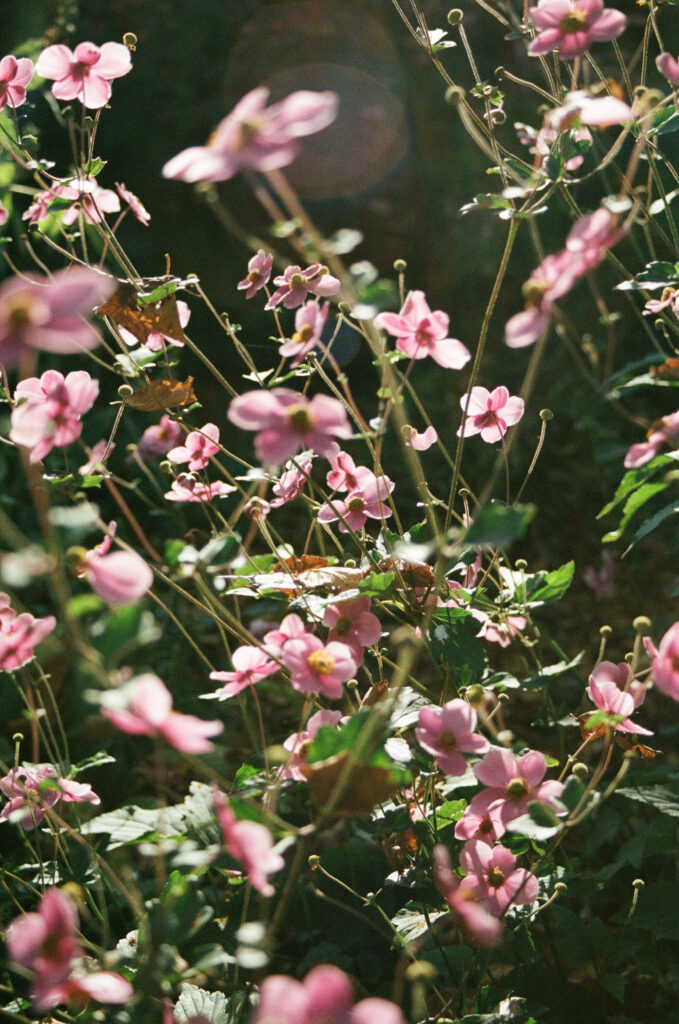 Pink flowers captured on film by a Vermont and New England wedding photographer, with soft natural light and vintage tones